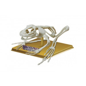Сборная модель "Скелет Лягушки" Артикул - 28201