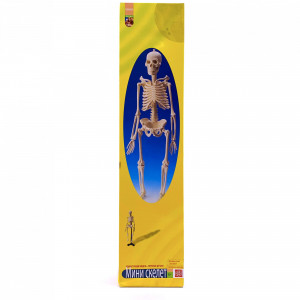 Анатомический набор (скелет 46см)