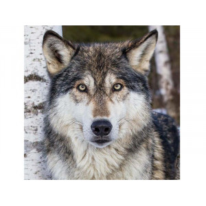 Картина по номерам 30х30 Серый волк (18 цветов) Артикул - KH0375