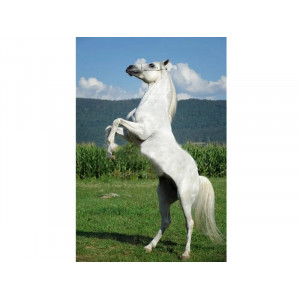 Картина по номерам с цветной схемой на холсте 30х40 Белый конь (19 цветов)